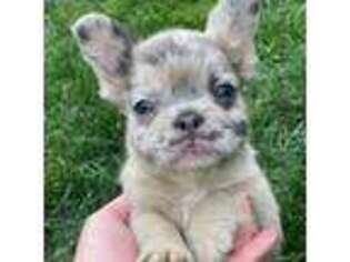 French Bulldog Puppy for sale in York, PA, USA