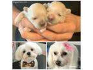 Maltese Puppy for sale in Gallatin, TN, USA