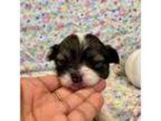 Havanese Puppy for sale in Englewood, NJ, USA