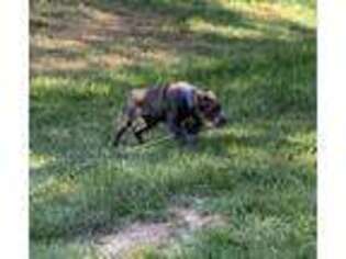 Cane Corso Puppy for sale in Somerset, NJ, USA
