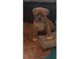 Olde English Bulldogge Puppy for sale in Beebe, AR, USA