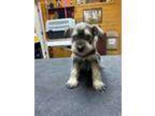 Mutt Puppy for sale in Mitchell, IN, USA