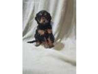 Border Collie Puppy for sale in Cocolalla, ID, USA