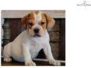 Beabull Puppy for sale in Springfield, MO, USA