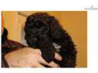 Medium Photo #1 Portuguese Water Dog Puppy For Sale in Guelph, Ontario, Canada