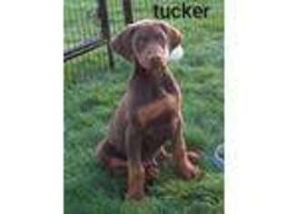Doberman Pinscher Puppy for sale in Sugarcreek, OH, USA