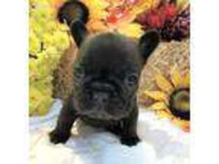 French Bulldog Puppy for sale in Sparta, MO, USA