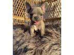 French Bulldog Puppy for sale in Tecumseh, OK, USA