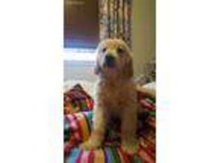 Golden Retriever Puppy for sale in Drums, PA, USA