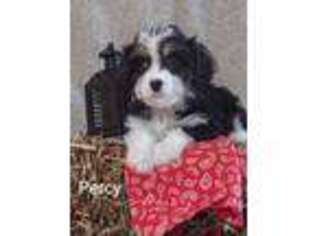 Cavachon Puppy for sale in Cadott, WI, USA