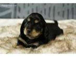 Dachshund Puppy for sale in Seattle, WA, USA