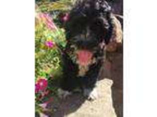 Portuguese Water Dog Puppy for sale in Bird In Hand, PA, USA