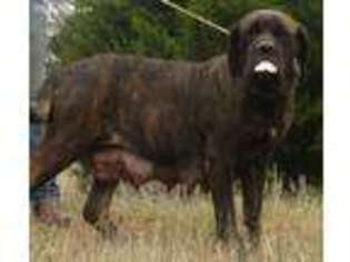 Mastiff Puppy for sale in Luther, OK, USA
