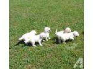 Golden Retriever Puppy for sale in WHITE POST, VA, USA
