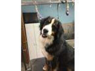 Bernese Mountain Dog Puppy for sale in Eaton, OH, USA