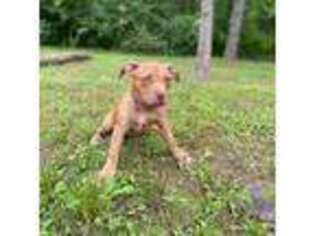 Mutt Puppy for sale in Hilton, NY, USA