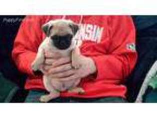 Pug Puppy for sale in Menasha, WI, USA