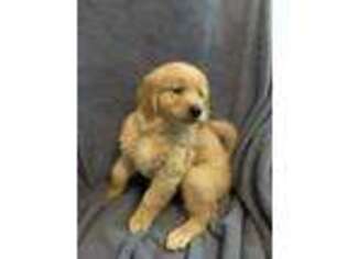 Golden Retriever Puppy for sale in Baldwin, WI, USA