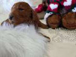 Mutt Puppy for sale in Gulf Shores, AL, USA