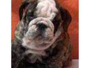 Bulldog Puppy for sale in Salisbury, NC, USA