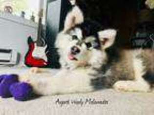 Alaskan Malamute Puppy for sale in Spokane, WA, USA
