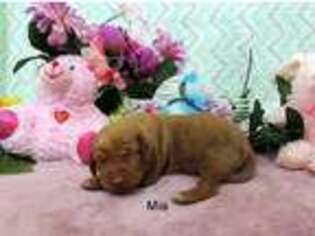 Vizsla Puppy for sale in Harrington, DE, USA