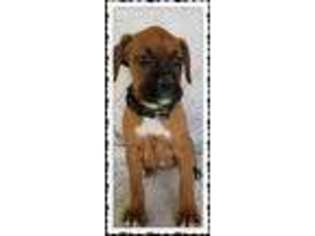 Boxer Puppy for sale in Madera, CA, USA