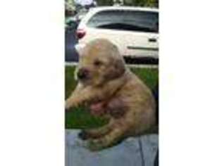 Golden Retriever Puppy for sale in Tomah, WI, USA
