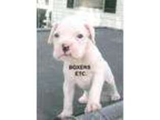 Boxer Puppy for sale in Nicholls, GA, USA