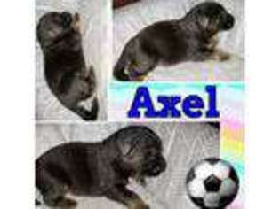German Shepherd Dog Puppy for sale in Loganville, GA, USA