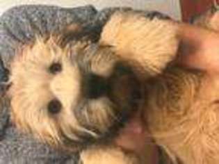 Soft Coated Wheaten Terrier Puppy for sale in PLAINVILLE, CT, USA