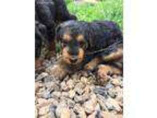 Airedale Terrier Puppy for sale in Bardstown, KY, USA