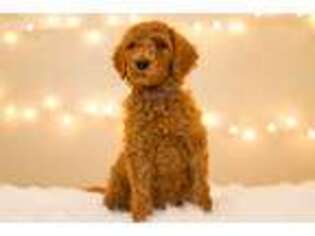 Labradoodle Puppy for sale in Corona, CA, USA