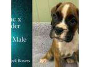 Boxer Puppy for sale in Fayetteville, TN, USA