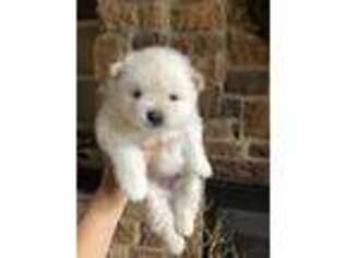 Pomeranian Puppy for sale in Fayetteville, GA, USA
