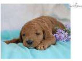 Goldendoodle Puppy for sale in Lexington, KY, USA