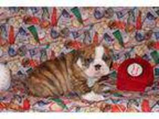 Bulldog Puppy for sale in Falcon, MO, USA