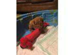 Labradoodle Puppy for sale in Hickory, NC, USA