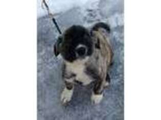 Mutt Puppy for sale in Searsport, ME, USA