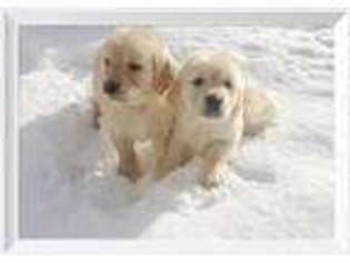 Golden Retriever Puppy for sale in Concord, NH, USA