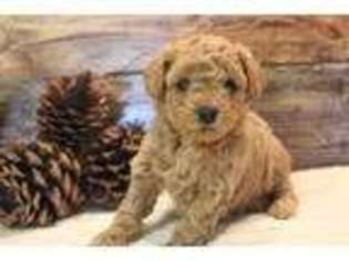 Cock-A-Poo Puppy for sale in Hallock, MN, USA