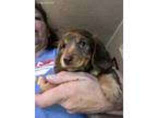 Dachshund Puppy for sale in Indian Head, MD, USA