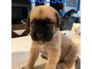 Mastiff Puppy for sale in Centereach, NY, USA