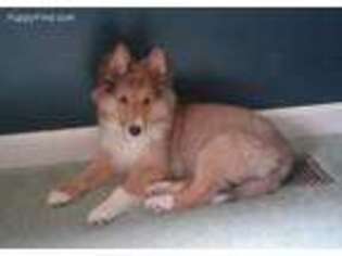 Shetland Sheepdog Puppy for sale in Yellow Springs, OH, USA