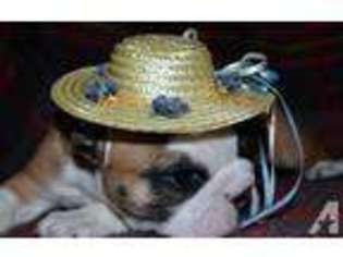 Bulldog Puppy for sale in GREENWOOD, MO, USA