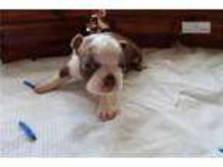 Boston Terrier Puppy for sale in Kalamazoo, MI, USA