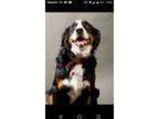Bernese Mountain Dog Puppy for sale in Rome, PA, USA