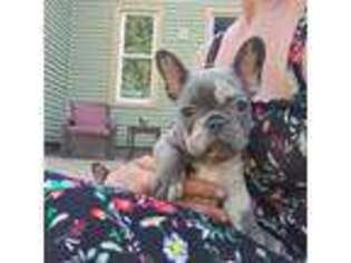 French Bulldog Puppy for sale in Cannon Falls, MN, USA