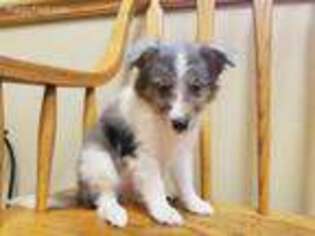 Shetland Sheepdog Puppy for sale in Anderson, IN, USA