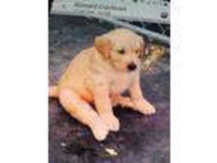 Golden Retriever Puppy for sale in Jamestown, KY, USA